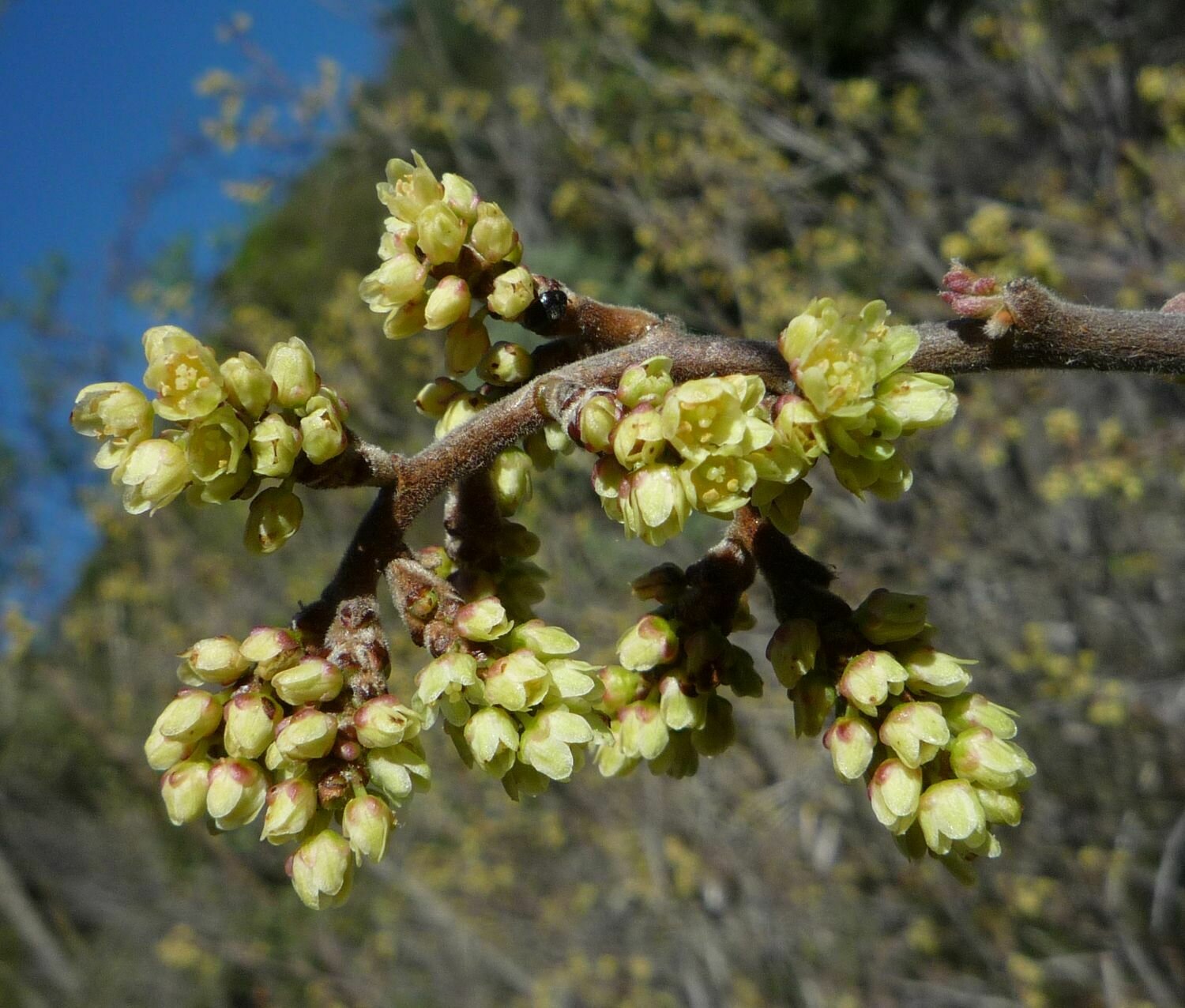 High Resolution Rhus trilobata Flower